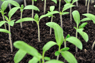 close-up of young tomato seedlings in the greenhouse ready for planting in the vegetable garden