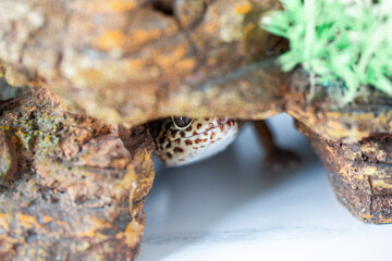 Leopard Spotted Gecko