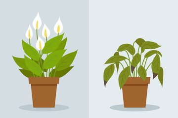 Plant withering. Two vector scenes with a healthy and a wilting plant. Flower care, house plant care mistakes. Spathiphyllum.