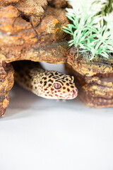 Leopard Spotted Gecko