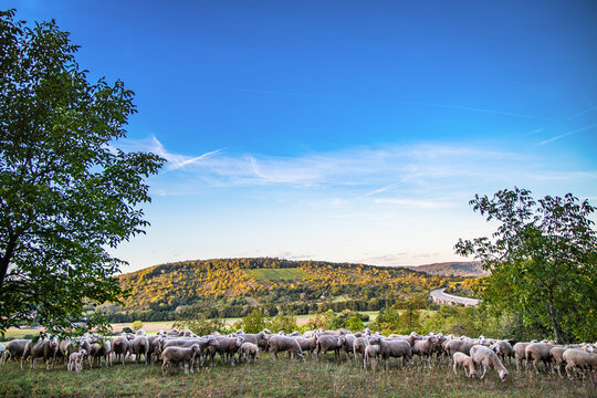Schafe und Weinberge im Remstal