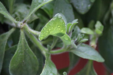 rain drops on a leaf