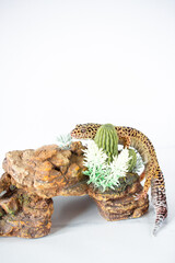 Leopard Spotted Gecko