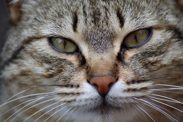 close up of a cat