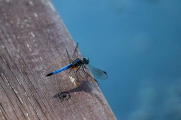 Dragonfly on a Pier