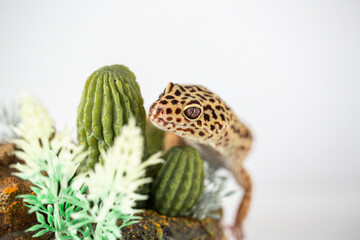 Leopard Spotted Gecko