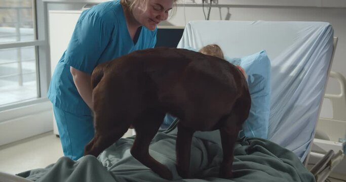 Nurse with cute brown labrador visiting sick little girl in hospital ward