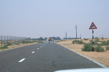 Fototapeta premium DUBAI, UNITED ARAB EMIRATES - JUN 16, 2019: Wild dromedary or adult Arabian camel crossing the road in the far distance in the middle of the desert with sand dunes in the background