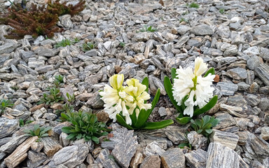 hyacinth, natural, plant, april, beauty in nature, green, flower, macro, background, beautiful, spring, rock, granite, color image