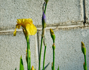 Flor de iris amarilla junto a un muro de hormigón