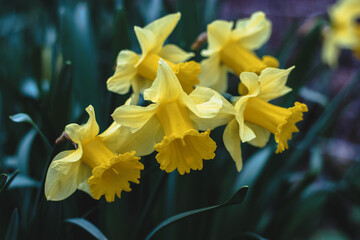 Obraz premium Yellow flowering daffodils with a long crown. Yellow daffodil flowers on a blurry background on a sunny day. The first spring flowers.