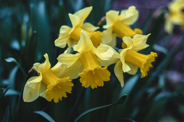 Yellow flowering daffodils with a long crown. Yellow daffodil flowers on a blurry background on a sunny day. The first spring flowers.