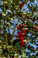 American Holly Tree