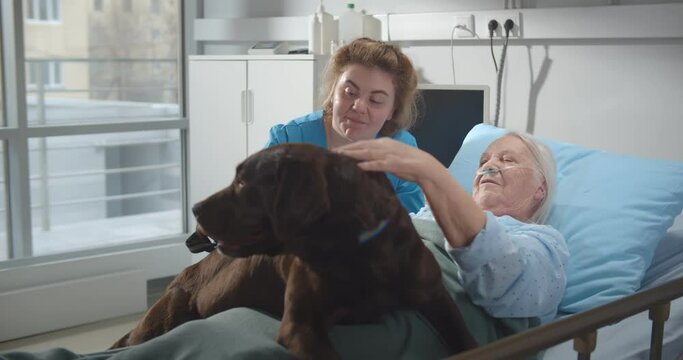 Portrait of ill aged woman in hospital bed and nurse stroking cute dog in nursing home
