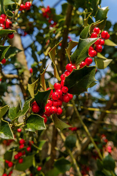 American Holly Tree