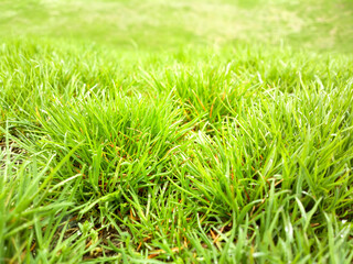 juicy green fresh grass close up