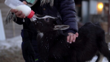 A man feeds milk from a bottle to a black little goat. The goat is drinking milk from a bottle