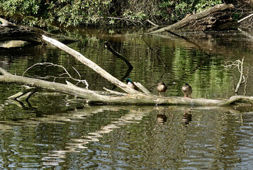 Netherlands. Water birds in park  De Horsten of The Hague
