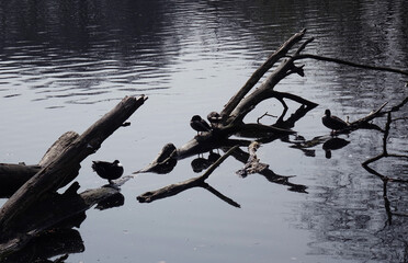 Netherlands. Water birds in park  De Horsten of The Hague