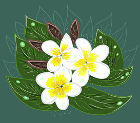 White frangipani with green leaves, beautiful flower