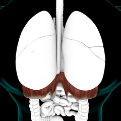 Diaphragm Human Respiratory System Anatomy For Medical Concept 3D Rendering