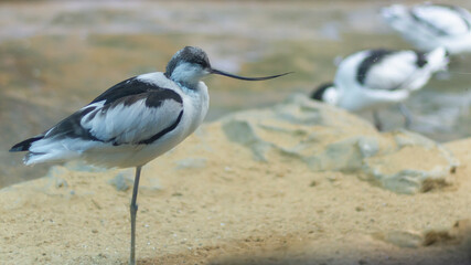 Bird sandpiper shiloklyuvka with a thin long curved beak for straining silt close up