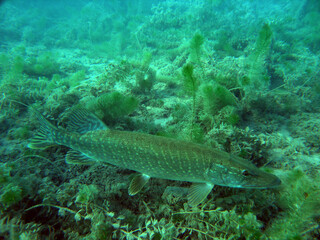 Pike in Zakrzowek - artificial lake in Cracow, Poland