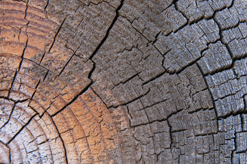 Background texture. Dry wood end with cracks and annual rings. High quality photo