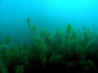 Fototapeta na wymiar Canadian waterweed in Zakrzowek - artificial lake in Cracow, Poland