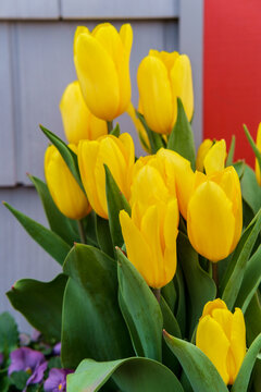 Yellow Golden Parade Tulips