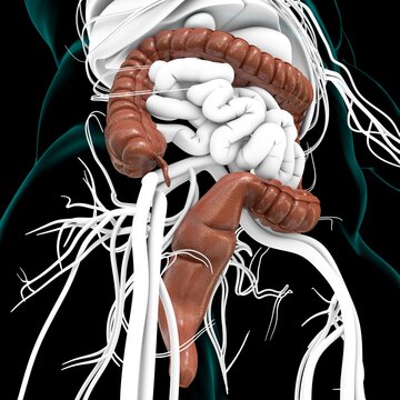 Large Intestine 3D Illustration Human Digestive System Anatomy