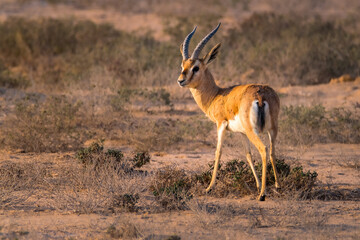 impala in the desert