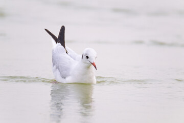 seagull on the beach