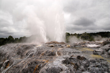 geothermal area of Whakarewarewa - Te Puia in Rotorua