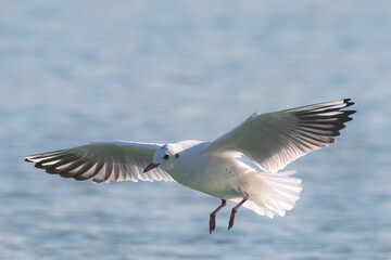 slender billed gull  in flight