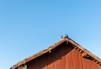 Triangular gable roof of an ancient building with two monkeys sitting on it and a blue sky in the background.