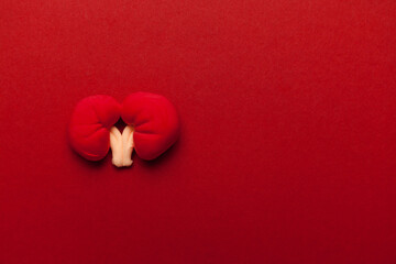 Human kidney model with pills. Treatment of kidney inflammation. Copy space for text.