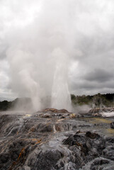 Fototapeta na wymiar geothermal area of Whakarewarewa - Te Puia in Rotorua