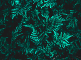 Green blue leaves in forest pattern natural background and wallpaper soft tone