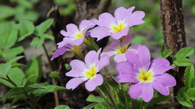 Primrose Primula vulgaris flowers in a garden during spring. North Wales.