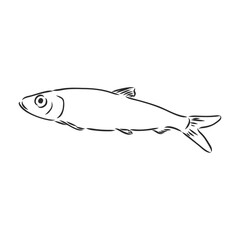 Pilchard. Ink sketch of sardine. Small herring. Hand drawn vector illustration of fish isolated on white background. Retro style.