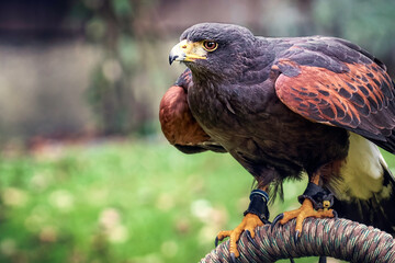Wüstenbussard