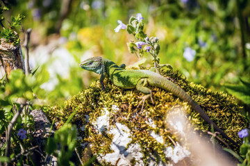 The European green lizard