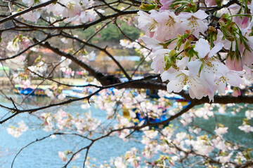 cherry blossom on the lakeside