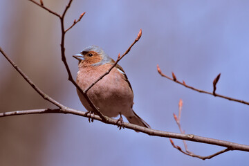 A small forest songbird with reddish sides. Chaffinch, a colorful bird sitting on a thin twig and looking at the photographer. City birds. Blurred background. Close-up. Wild nature.