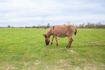 Donkeys grazing on pasture, domestic animal , Balkan donkey, nature landscape, livestock, spring day
