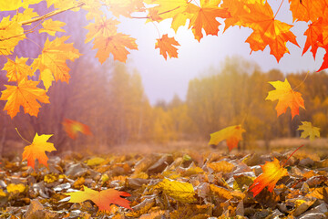 Autumn natural background, template, design or banner. Yellow and orange maple leaves are falling down. Autumnal wallpaper.