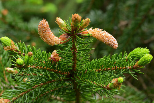 Tanni Tree รูปภาพ