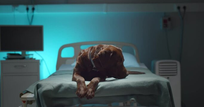 Portrait of brown labrador dog lying on empty hospital bed of dead owner