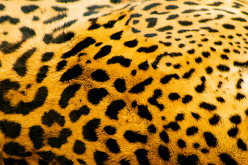 Jaguar Piel, textura.